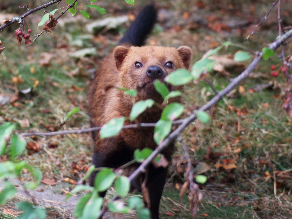 Afinal, qual a diferença entre cachorro-do-mato e cachorro doméstico? 2 diferença entre cachorro-do-mato e cachorro doméstico