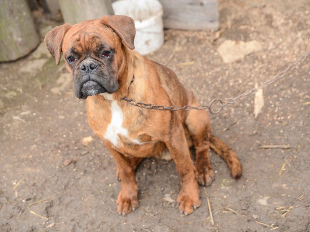 uso de correntes em animais