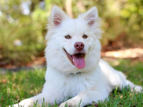 saber se o cachorro está feliz ou triste