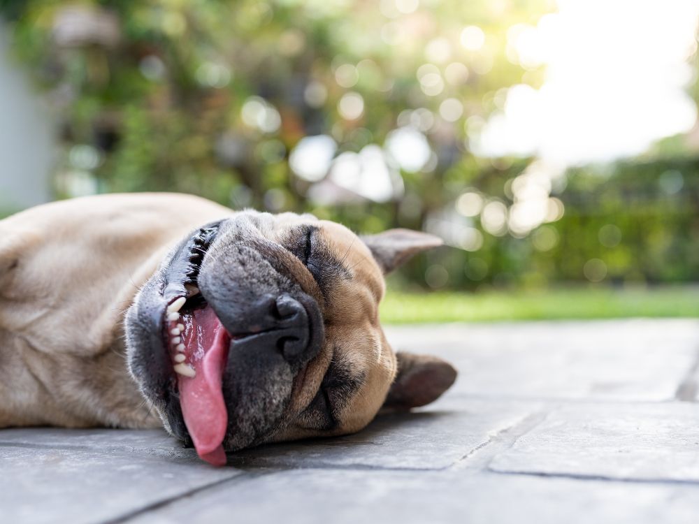 sinais de desidratação de cães e gatos