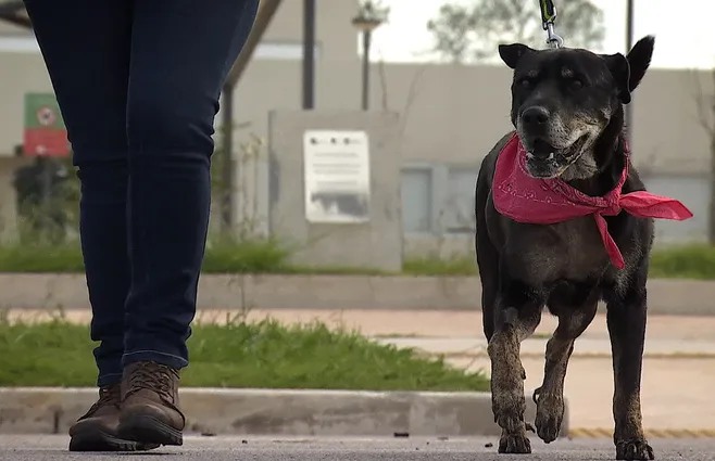 O cão que pasou pelo procedimento andando na rua com sua tutora