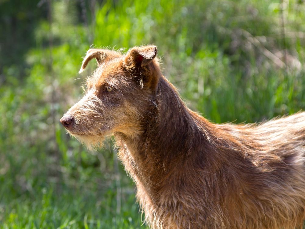 Brasil ocupa o 2º lugar no ranking de países com mais cães no mundo