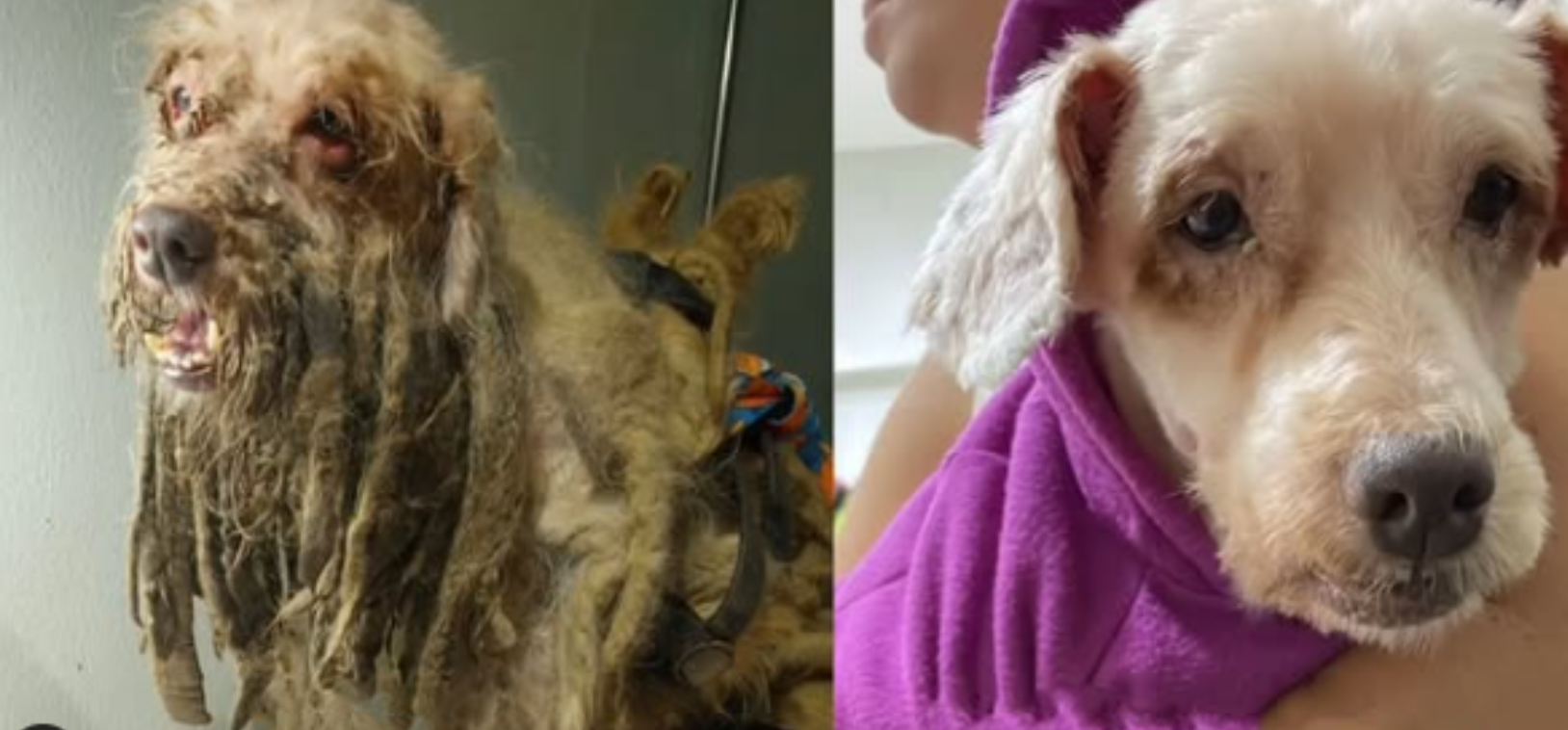 Cachorro Scooby tem ação aceita na Justiça