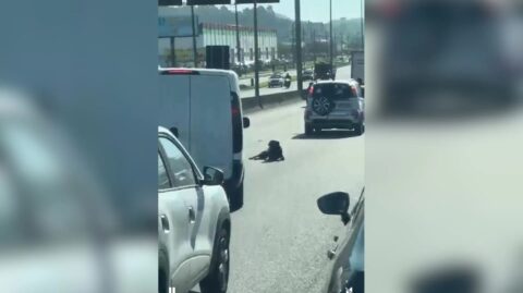 Cachorro deita no meio da BR-101