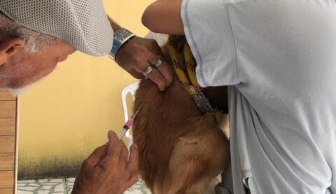 Cachorro diagnosticado com raiva é eutanasiado