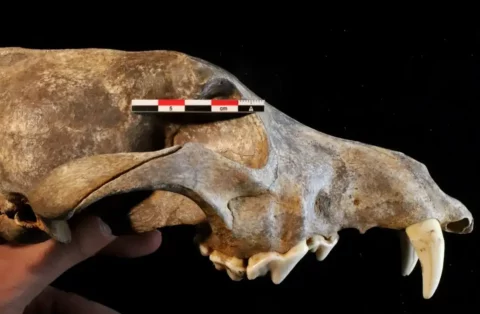 esqueleto do cão pre histórico