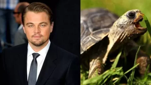 Celebridades internacionais que têm pets exóticos