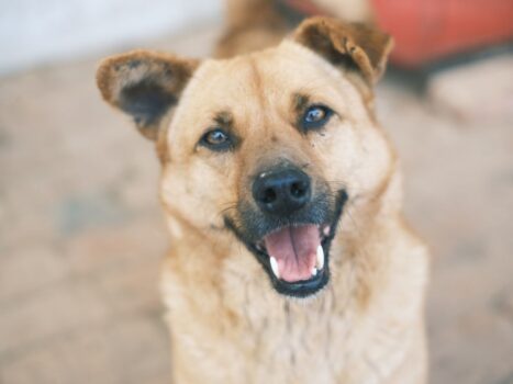 raças de cães que com certeza você não sabe de onde vieram