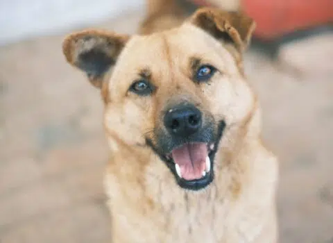 raças de cães que com certeza você não sabe de onde vieram