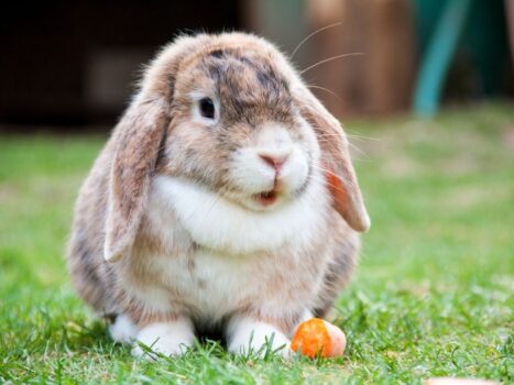 Cobasi suspende a venda de coelhos