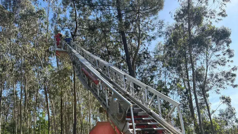 Gato preso em árvore de 20 metros é salvo