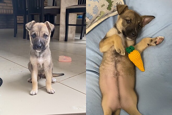 Mulher adota pet