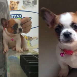 Mulher compra filhote de bulldog francês