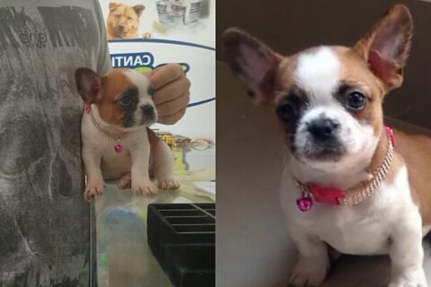 Mulher compra filhote de bulldog francês