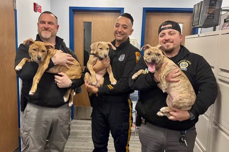 New Jersey Police Officers Rescue puppies 041825 tout 073c0984d0fa42c19f89829e920ce6a8