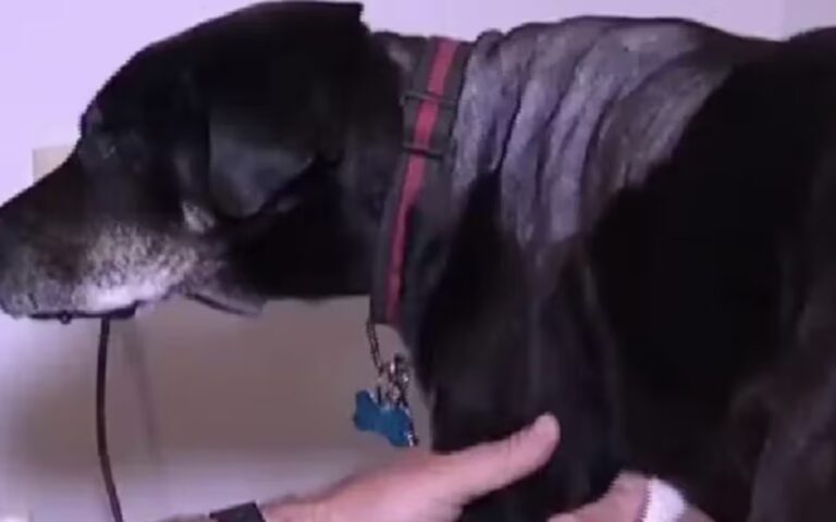 imagem do cão de lado após a cirurgia