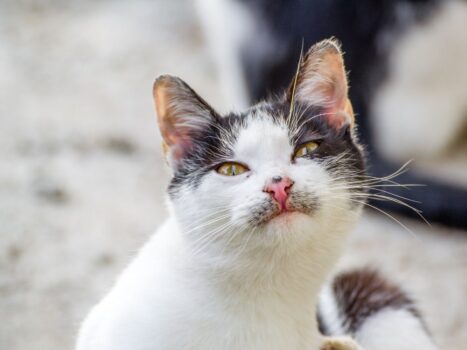 Que música seu gato tocaria se pudesse