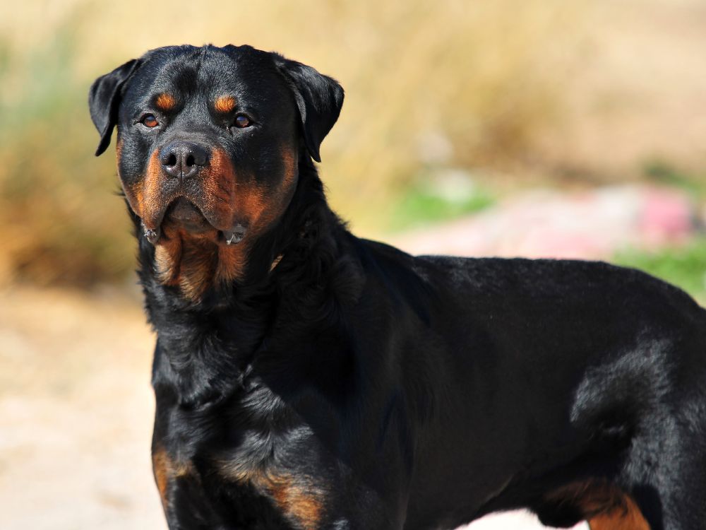 raças de cães militares