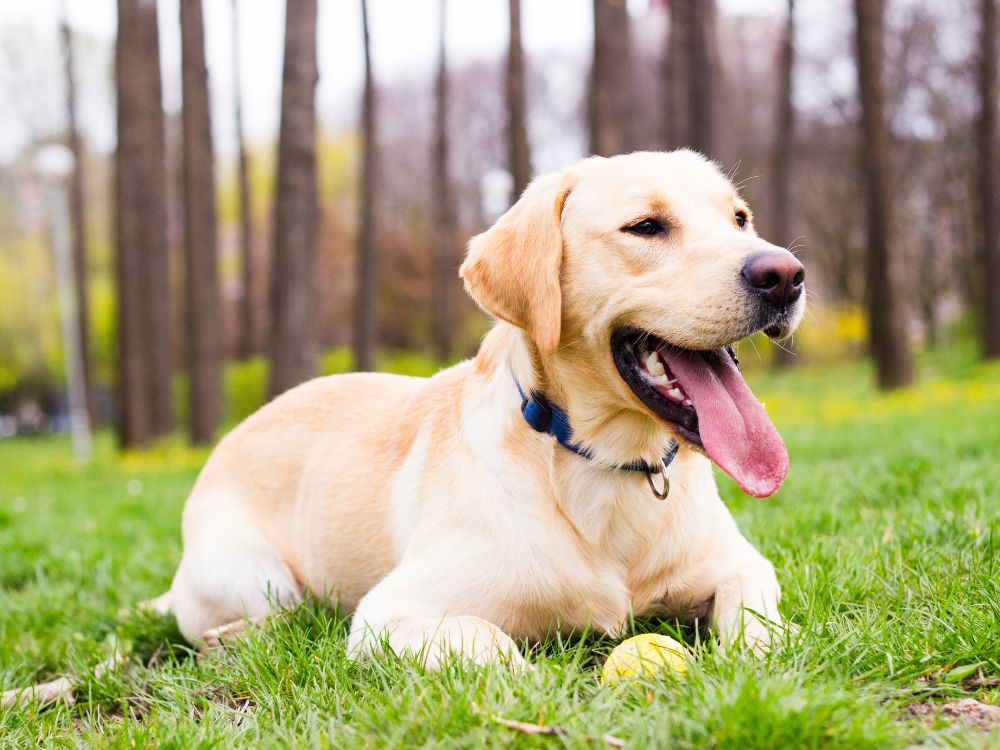 raças de cães militares