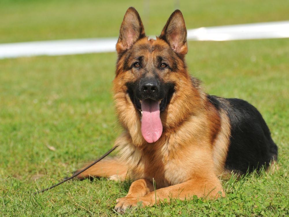 raças de cães militares