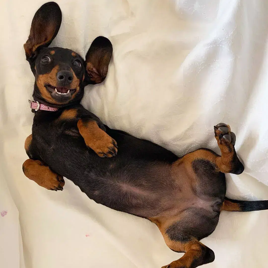 Valerie: A Incrível Jornada de uma Dachshund Perdida por 529 Dias na Austrália; Veja