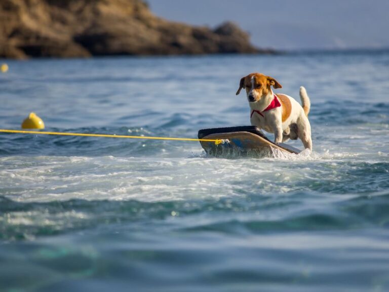 Surf Dog