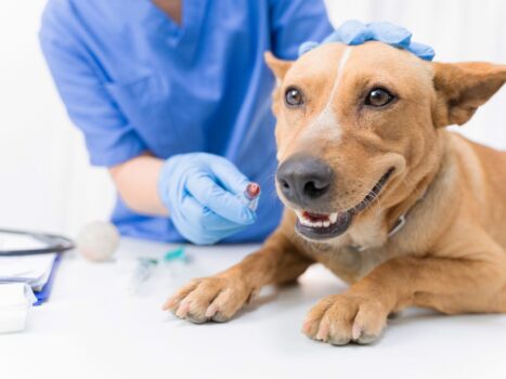 Veterinário provoca parada respiratória em cão