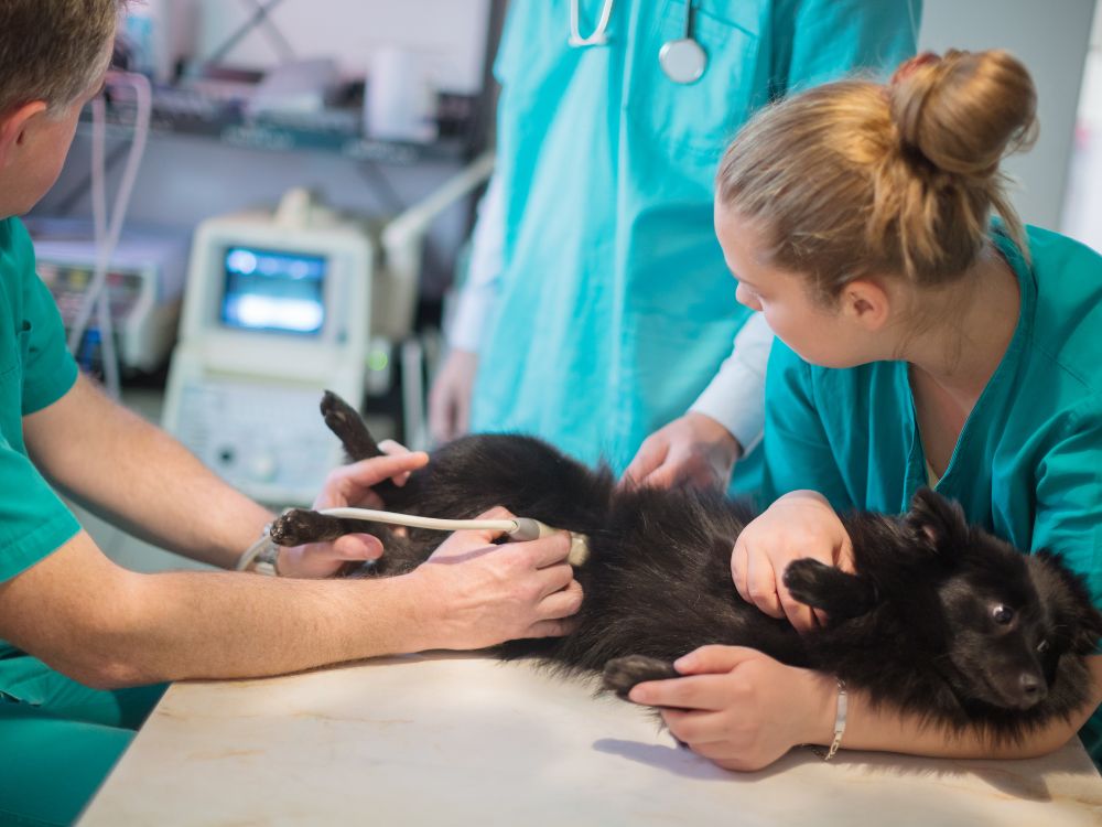 Veterinário provoca parada respiratória em cão