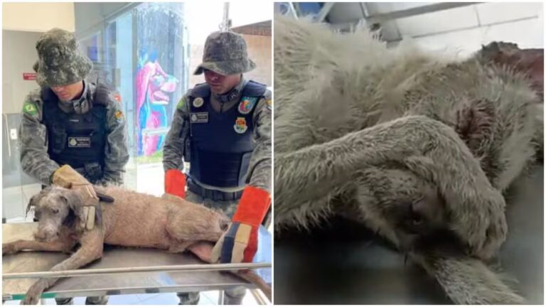 bpma resgata cachorro submerso em lamacal no crato 1