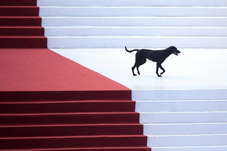 Cão andando no altar da missa