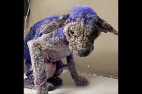 cachorro roxo
