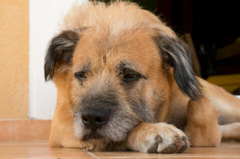 cão com cabeça triste