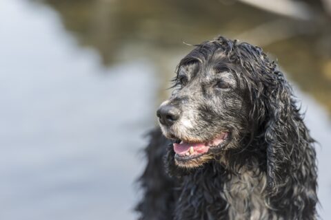 Cão idoso
