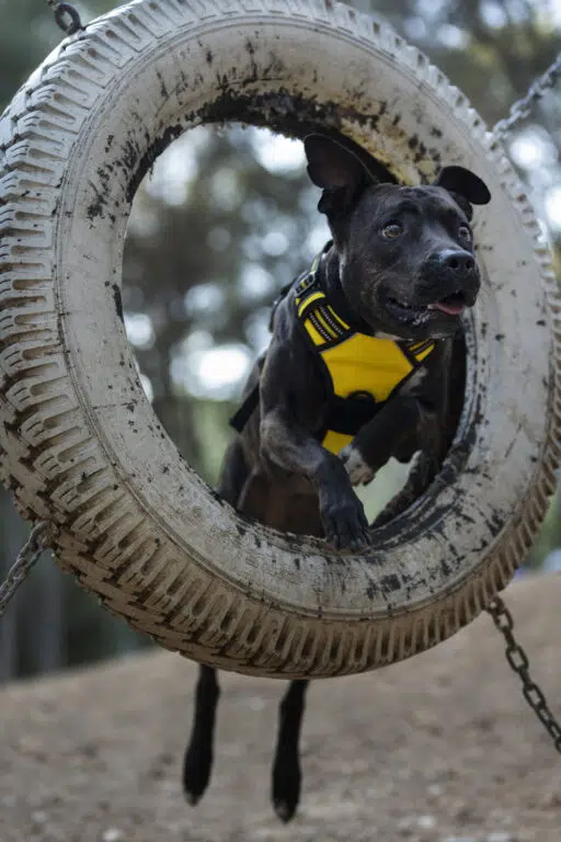 Creatina e Cães: Eles Podem Usar Também? Saiba Tudo 1 dog running through tire training session