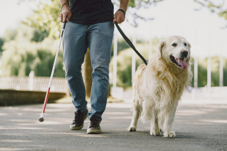 Cão-Guia: Saiba Tudo Sobre o Assunto. Inclusão, Direitos e Desafios 1 guide dog helping blind man city handsome blind guy have rest with golden retriever city