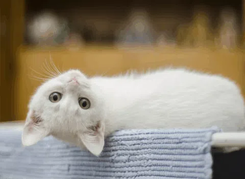 Animais são extintos por conta dos gatos