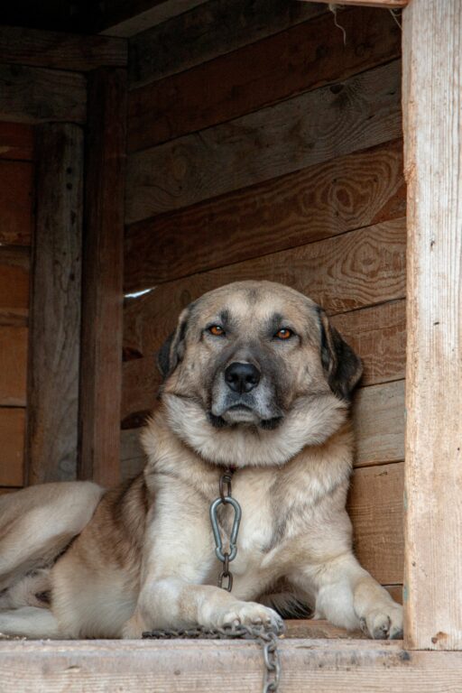 cachorro deitado em casinha com corrente