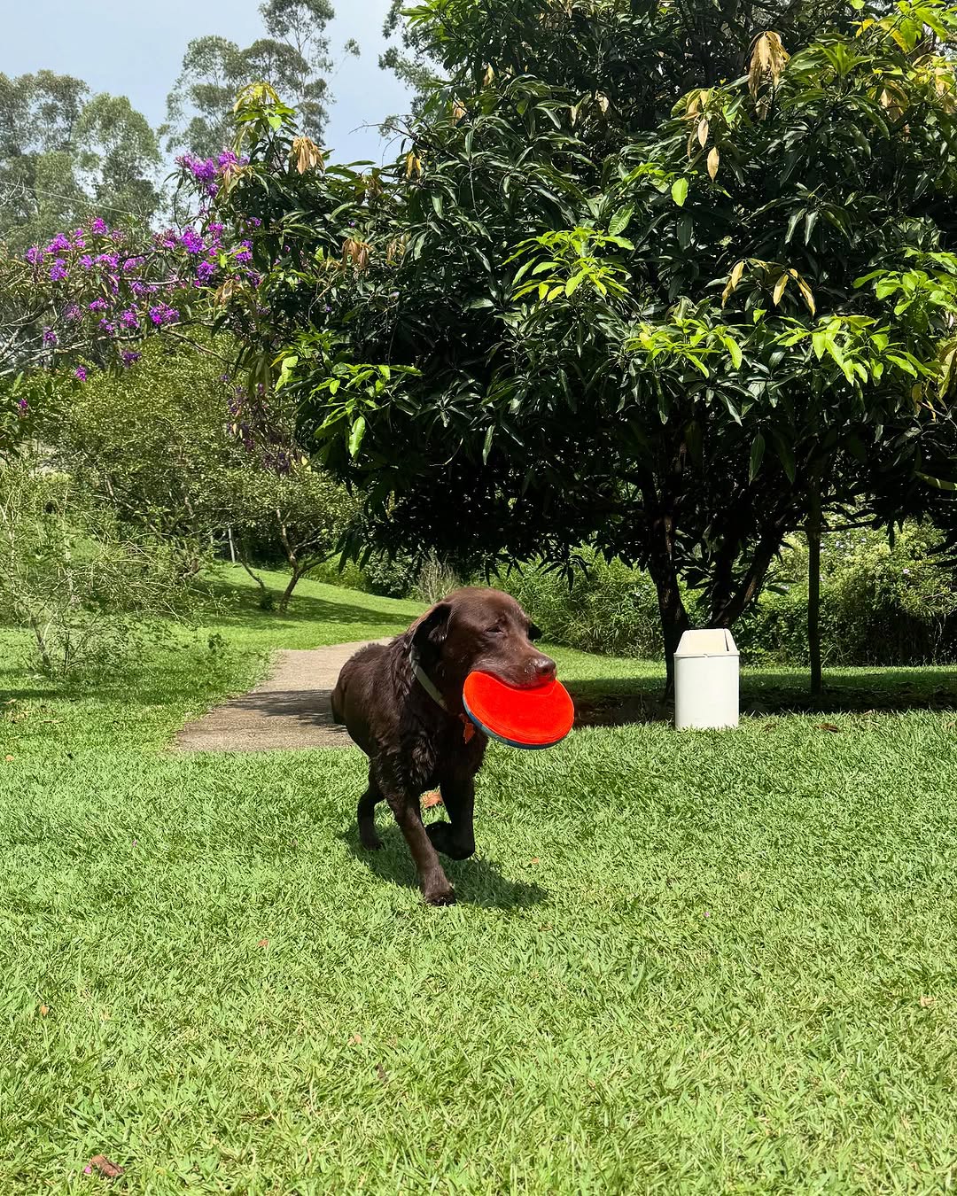 Feriadão chegando: Que tal visitar uma pousada de pets - que aceita tutores? 2 pousada de pets