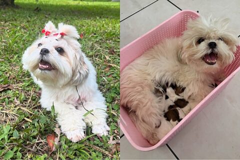 shih-tzu vai até pet shop tomar banho e volta grávida