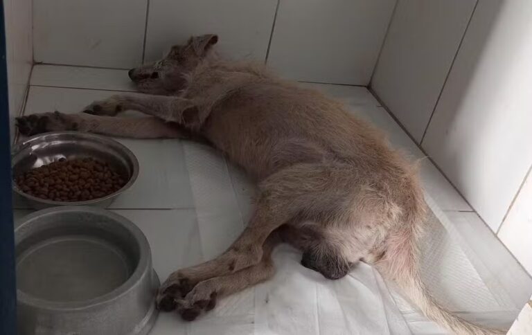 veja como ficou o cachorro apos tratamento