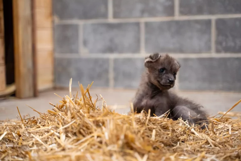 FILHOTE DE LOBO GUARÁ EM ZOO AMERICANO