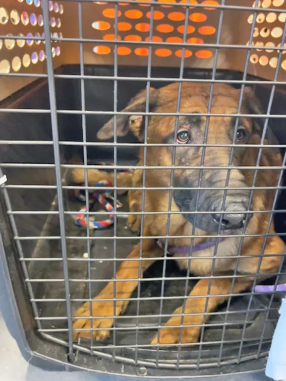 2025 05 12 belgian malinois rescue Hero