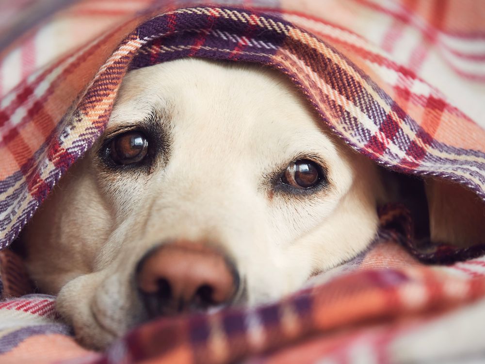 gripe canina