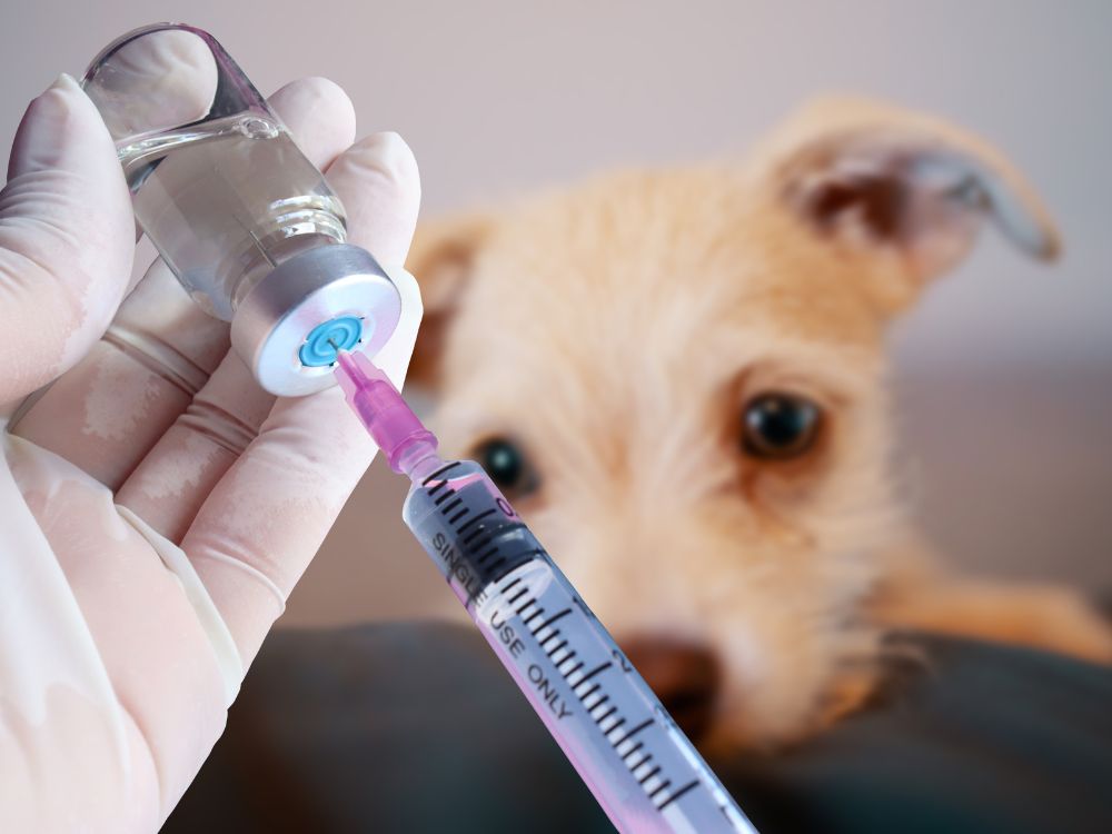 Frio chegou e a gripe canina também: veja como cuidar e proteger seu pet 1 gripe canina