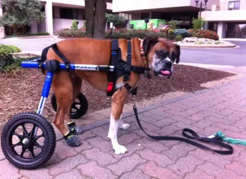 Cão de grande porte adaptado ao uso de cadeiras de roda