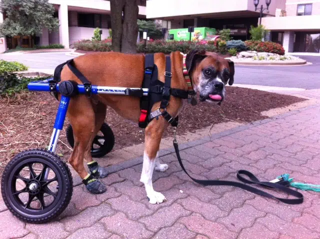 Cão de grande porte adaptado ao uso de cadeiras de roda