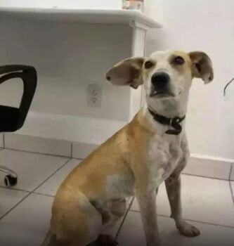 Cachorro jogado da ponte foi novamente abandonado