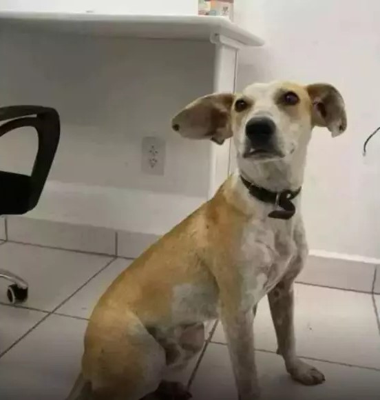 Cachorro jogado da ponte foi novamente abandonado; Confira a história 1 Cachorro jogado da ponte foi novamente abandonado
