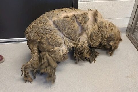 Cachorro labradoodle é encontrado em estado crítico