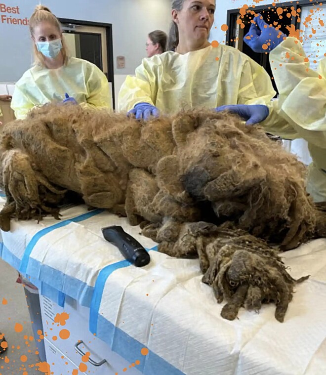 Cachorro labradoodle é encontrado em estado crítico